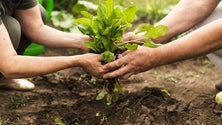 Imagem de Plano Nacional para Agricultura Sustentável apresentado sem referência às ilhas (Vídeo)