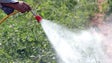 MPT critica uso de herbicidas pela Câmara Municipal de Machico