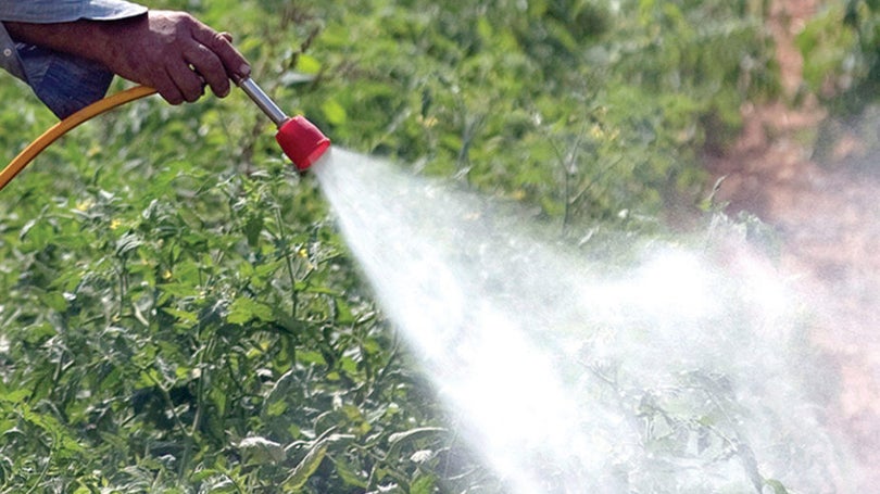 Imagem de MPT critica uso de herbicidas pela Câmara Municipal de Machico