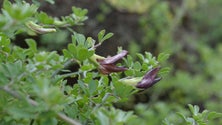 População de Lotus Azoricus recupera na ilha do Pico (Som)