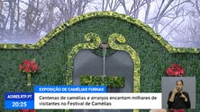 Imagem de XVIII Exposição de Camélias das Furnas [Vídeo]