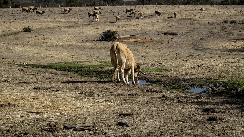 Seca é preocupante mas longe do pior dos últimos 20 anos