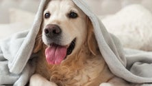 Imagem de Campanha de doação de cobertores para animais