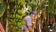 Prejuízos na produção de banana superiores a 20% cobertos por indemnização (Vídeo)