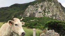 Imagem de Agricultores sem expectativas para o POSEI (Som)