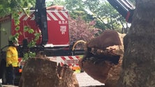 Imagem de Câmara do Funchal pede explicações aos peritos