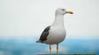 Censos à população de gaivotas (vídeo)