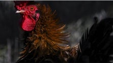 Imagem de Gripe das aves detetada em Portugal