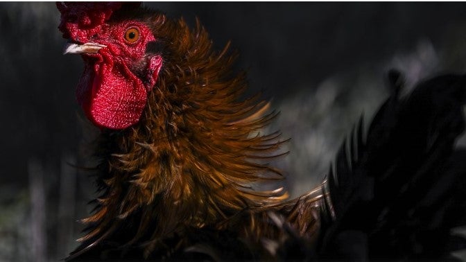 Gripe das aves detetada em Portugal