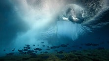 Imagem de Investigadores estudam toxina presente no peixe das Selvagens