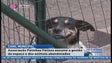 Imagem de A Câmara do Funchal entregou a gestão do canil municipal a uma entidade privada (Vídeo)
