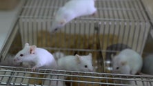 Imagem de Descoberto gene que pode funcionar como antiviral para bloquear HIV e ébola