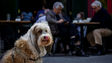 Imagem de Comerciantes decidem entrada de animais nos restaurantes