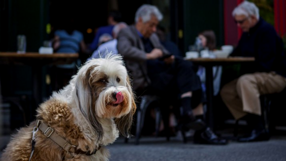 Comerciantes decidem entrada de animais nos restaurantes