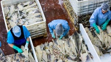 Imagem de Permitida pesca de mais 309 toneladas de bacalhau em 2023 junto ao Canadá