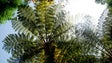 Madeirenses lamentam intervenção tardia na poda de árvores