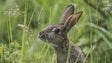Surto da doença dos coelhos no Porto Santo (áudio)