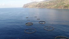 Imagem de Teófilo Cunha garante que não haverá aquacultura frente à vila da Ponta do Sol (Vídeo)