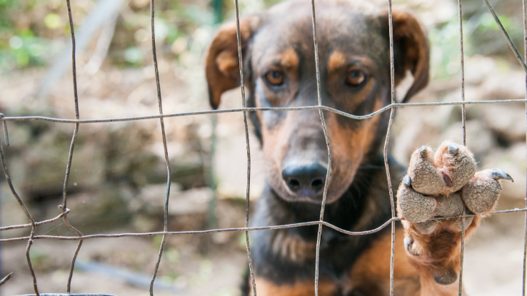 Imagem de PAN apresenta queixa ao Ministério Público por crimes contra animais