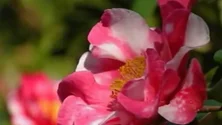 Imagem de Parque Terra Nostra exibe camélias em flor (Vídeo)