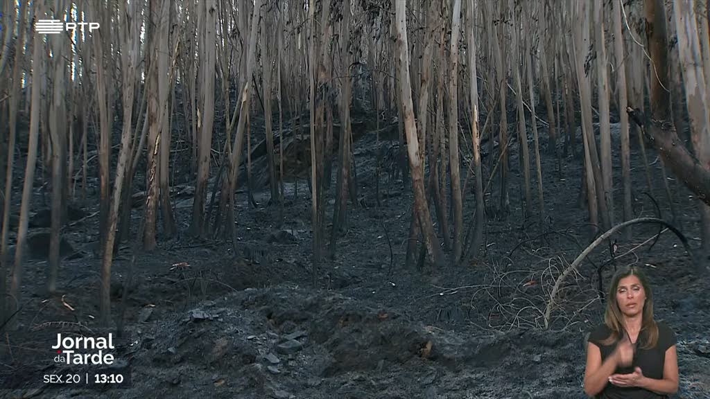 Incêndio em Arouca está extinto e em fase de vigilância