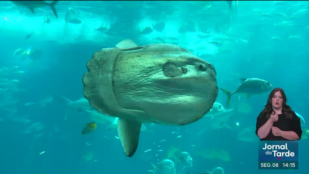 Oceanário de Lisboa recebe centenas de visitantes 