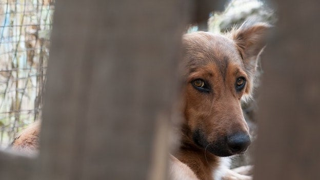 Madeira recomenda criação de Provedor do Animal à associação de municípios