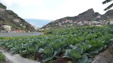 Imagem de Novo modelo económico de apoio aos agricultores familiares divulgado na próxima quinta-feira (áudio)