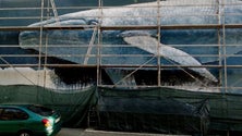 Imagem de Há um novo mural em homenagem ao mar no Funchal