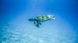 Mergulhador liberta três tartarugas e alerta para o lixo no mar