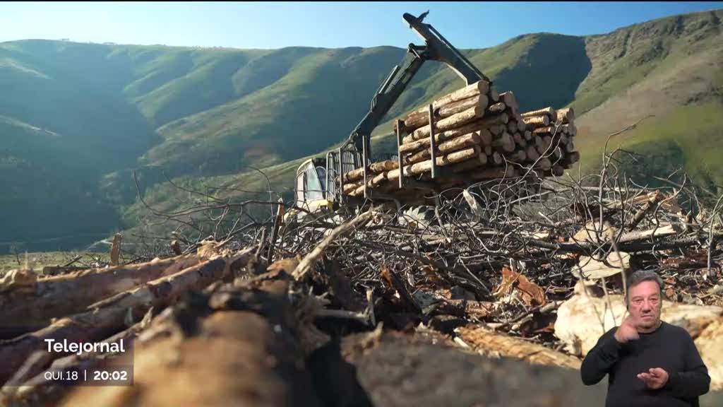 Serra da Estrela. Extração de madeira provoca danos na maior área protegida do país