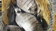 Venda livre de pescado já é possível na Ribeira Quente (Som)