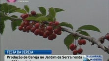 Festa da Cereja