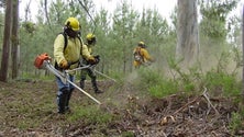 Imagem de Câmaras reclamam mais meios e dinheiro para poderem limpar floresta e terrenos abandonados