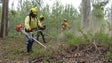 Câmaras reclamam mais meios e dinheiro para poderem limpar floresta e terrenos abandonados