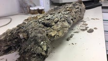 Imagem de Fóssil de árvore extinta encontrado na Madeira