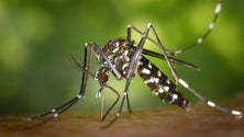 Imagem de Madeira não regista há seis anos doenças transmitidas por mosquitos