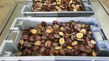 Imagem de GNR apreende 27kg de lapas em São Vicente