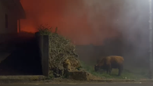 Imagem de Alguns animais não resistiram às chamas na Ponta do Pargo (vídeo)