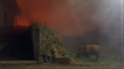 Imagem de Alguns animais não resistiram às chamas na Ponta do Pargo (vídeo)