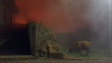 Alguns animais não resistiram às chamas na Ponta do Pargo (vídeo)