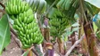 Imagem de Apoio de um milhão de euros para os produtores de banana (vídeo)