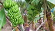 Apoio de um milhão de euros para os produtores de banana (vídeo)