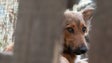 Imagem de População de Machico denuncia envenenamento de cães