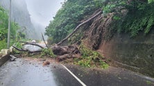 Imagem de Estrada encerrada na Meia Légua devido a uma queda de árvore (fotografias)