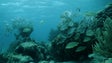 Imagem de Madeira participa em plano internacional de salvaguarda da biodiversidade marinha
