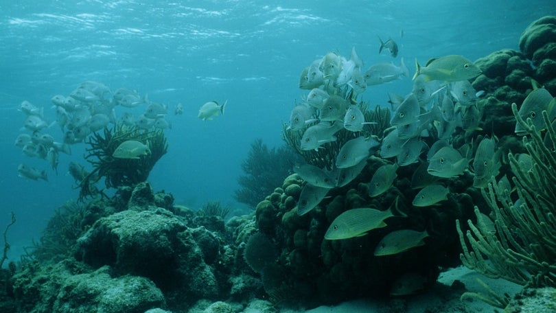 Imagem de Madeira participa em plano internacional de salvaguarda da biodiversidade marinha