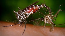 Imagem de Tailândia vai usar tecnologia para identificar mosquitos desenvolvida na Madeira (Áudio)