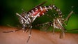 Tailândia vai usar tecnologia para identificar mosquitos desenvolvida na Madeira (Áudio)