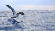 Imagem de Arrancou um novo projeto de contabilização de aves marinhas da Madeira e dos Açores
